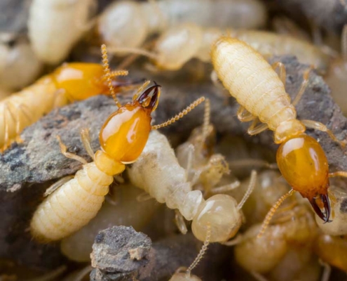 termite inspection